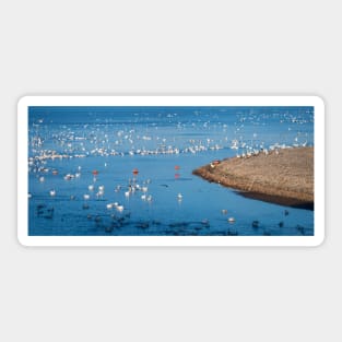 American White Pelican Migration Sticker